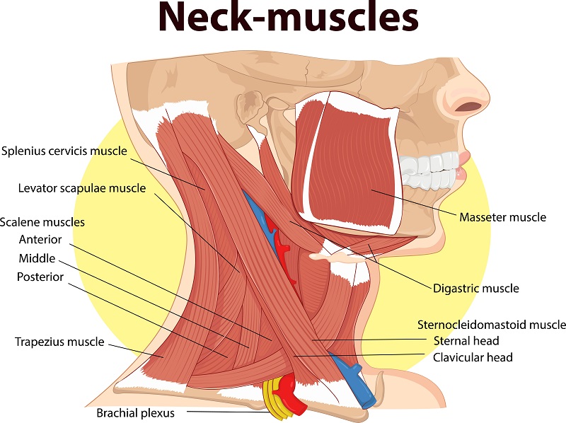 Common diseases that cause neck pain in adults: part 1: Valley Medical and  Wellness: Chronic Pain Medicine